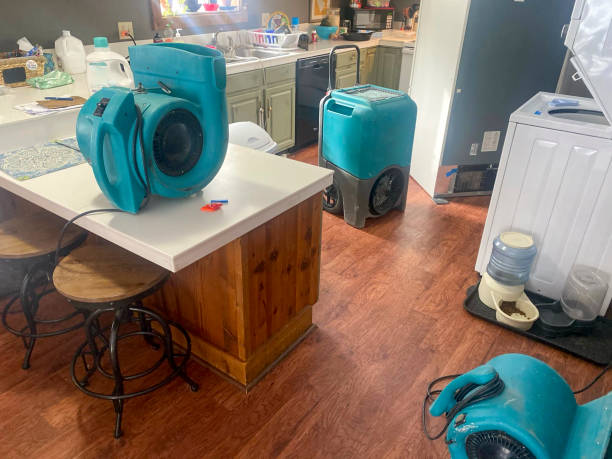 Best Mold removal after water damage  in Waldo, AR