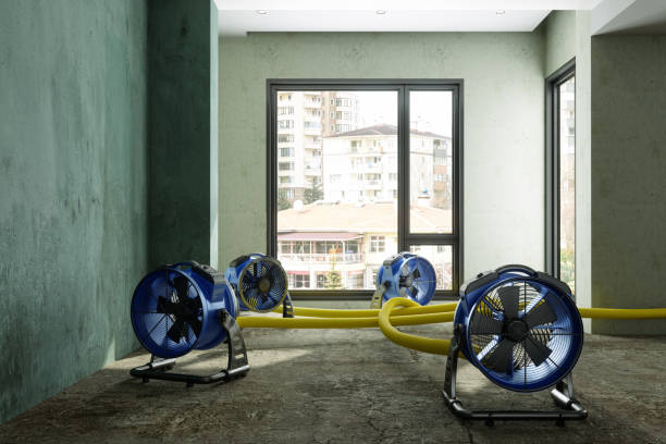 Best Professional water damage repair  in Waldo, AR